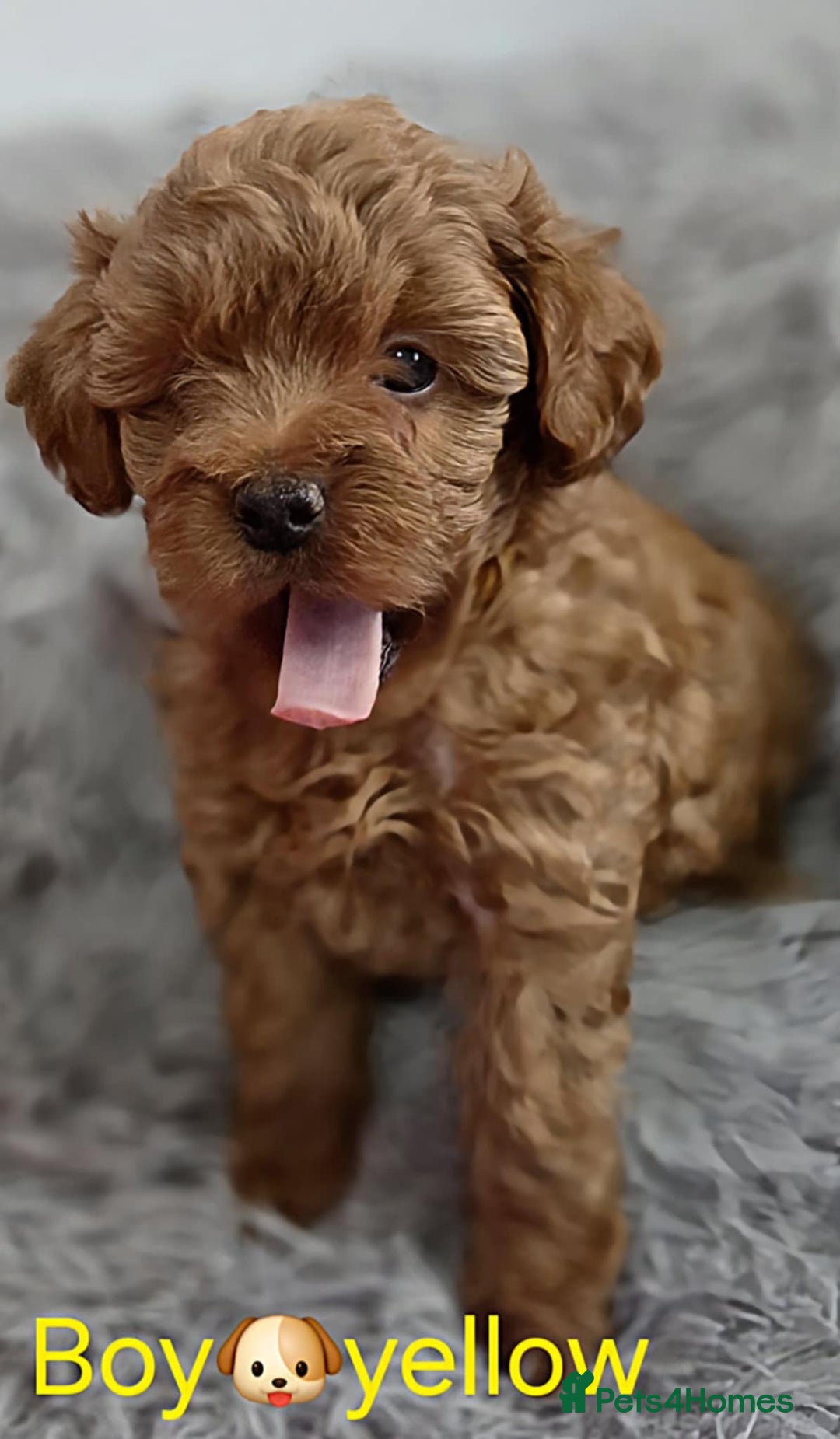 Maltipoo dogs for sale: red toy maltipoos - Image 2