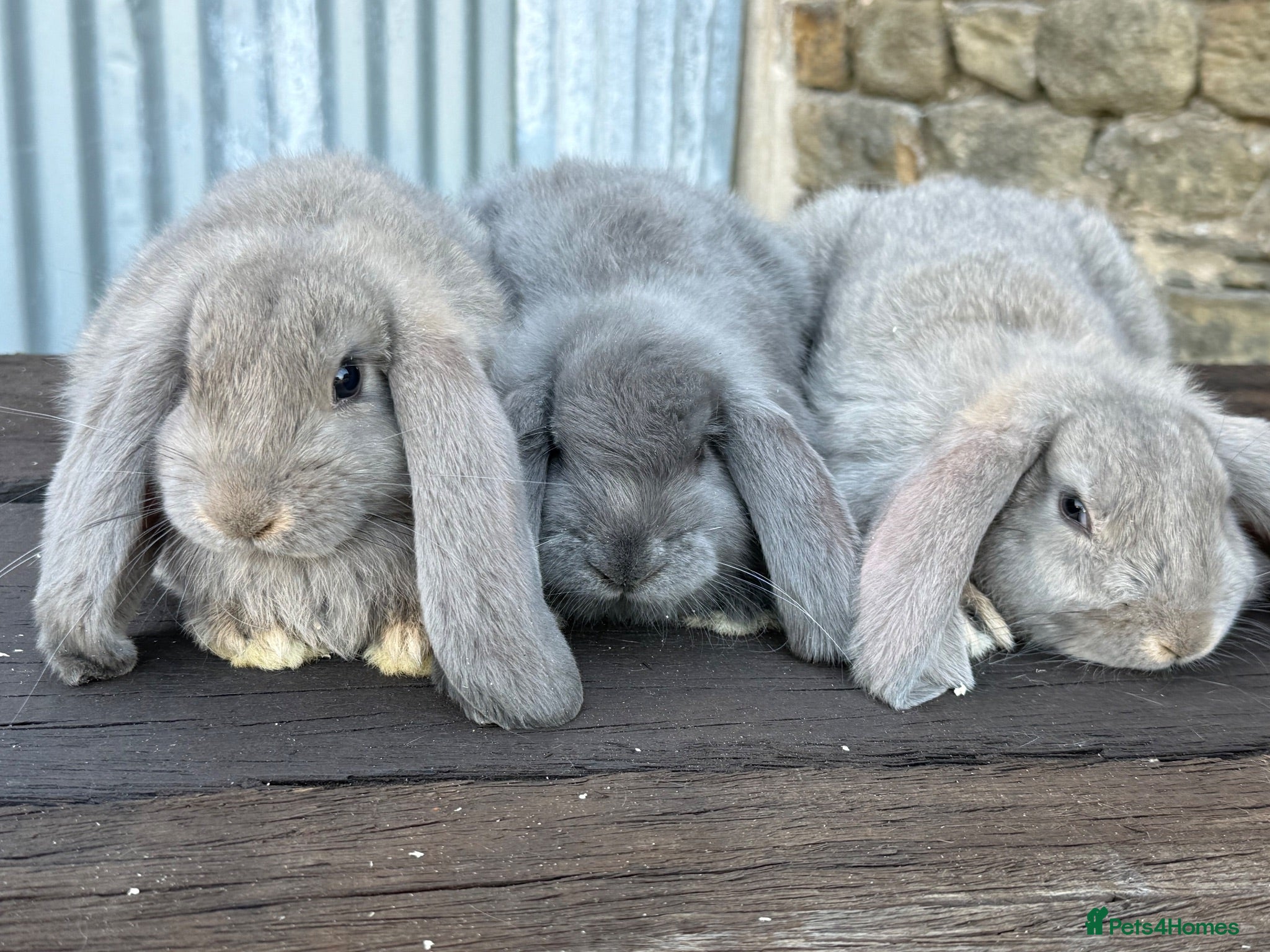 French Lop rabbits Stunning xl French lops  - Advert 2