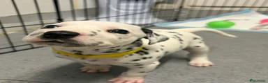 Dalmatian 6