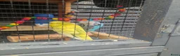 Budgerigars birds for sale: Budgies for Sale in Ashton-under-Lyne - Advert 3