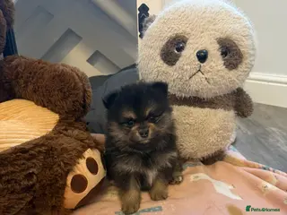 Pomeranian dogs Last Black and tan girl 🖤🧡💖 - Advert 6