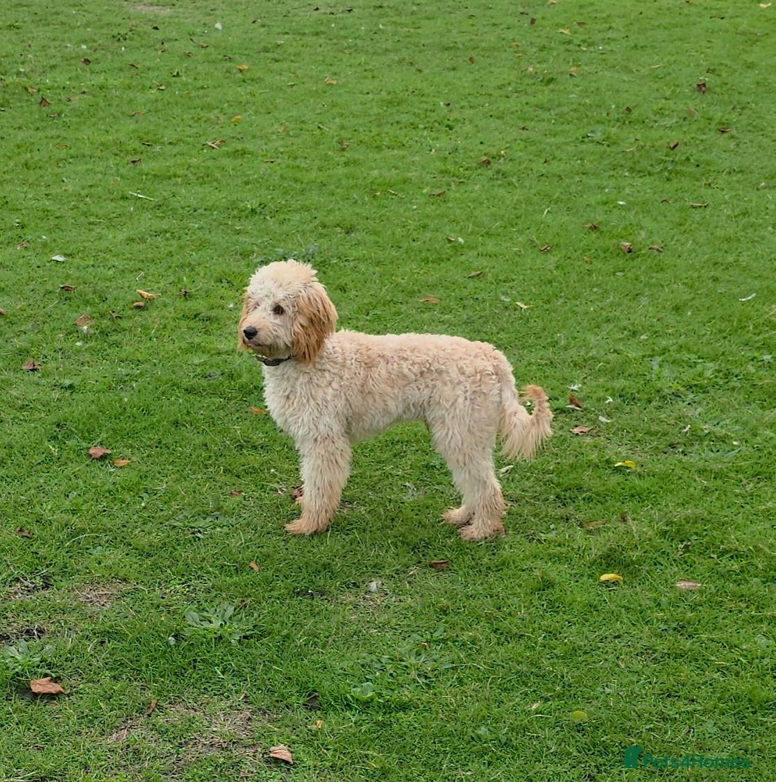 Cavapoo dogs Cavapoo 7 months old family dog - Advert 11