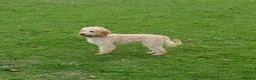 Cavapoo dogs for sale: Cavapoo 7 months old family dog - Advert 1