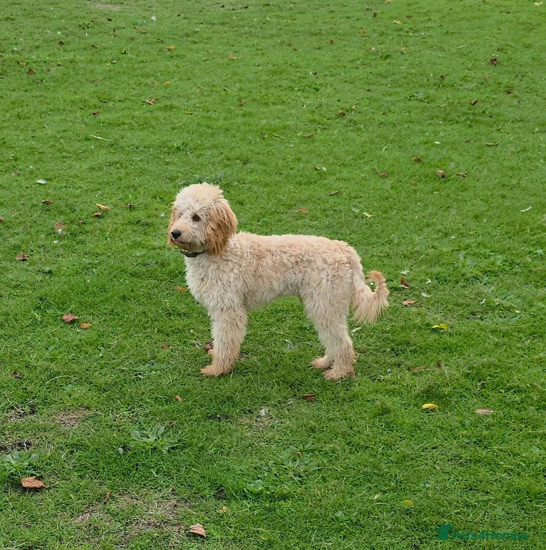 Cavapoo dogs for sale: Cavapoo 7 months old family dog - Advert 1