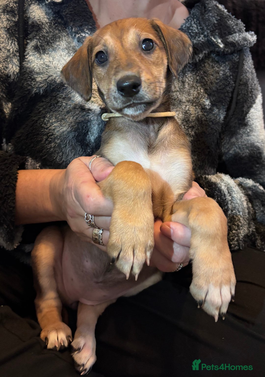 Mixed Breed dogs for sale: SalukiX⭐️ ONLY 4 Left ! READY TO GO  - Advert 7