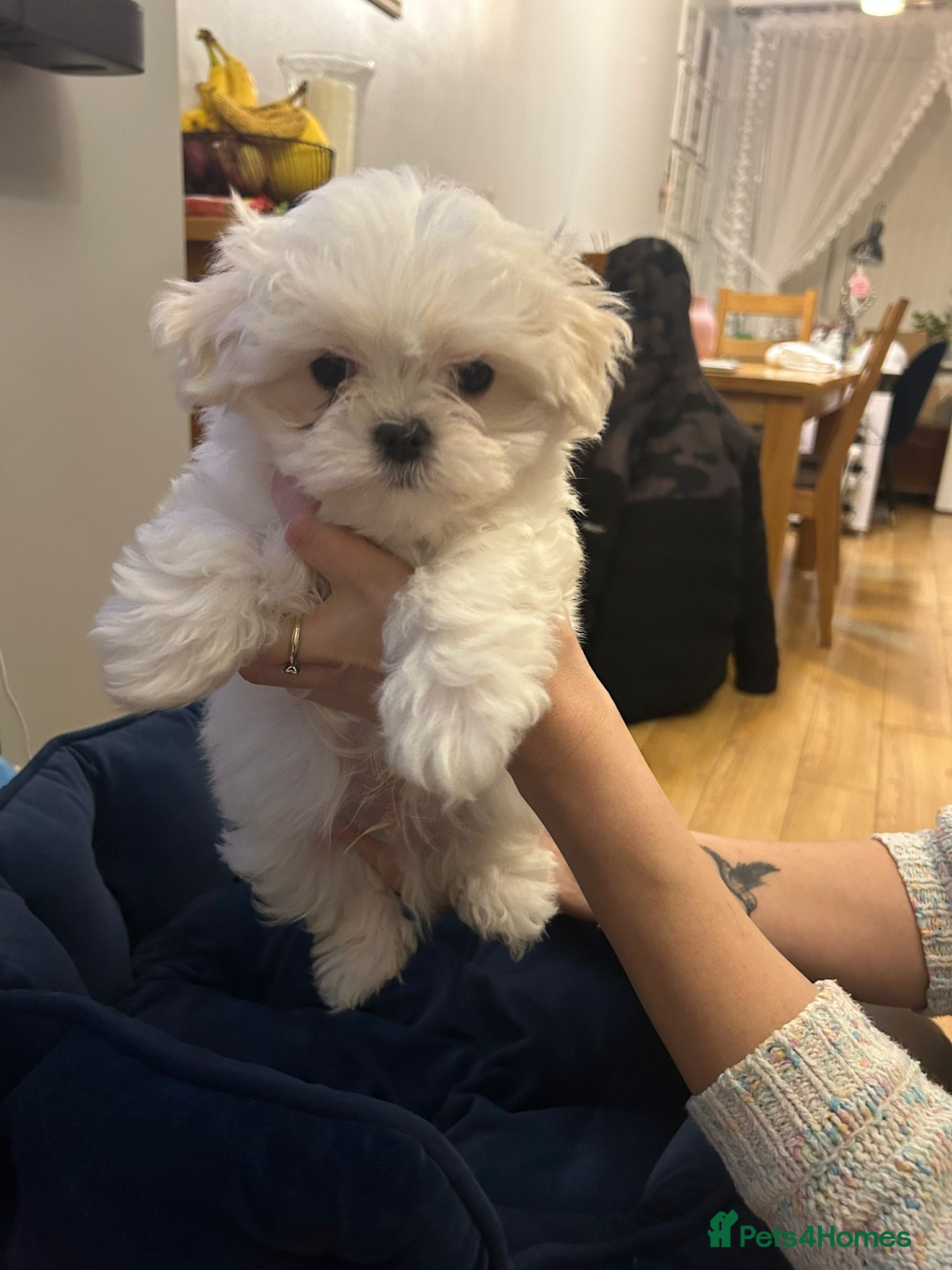 Maltese dogs Korean Maltese - Ready to go - 2 boys available  - Advert 1