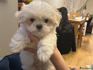 Maltese dogs Korean Maltese - Ready to go - 2 boys available - Advert 8