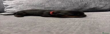 Rottweiler Puppy 3