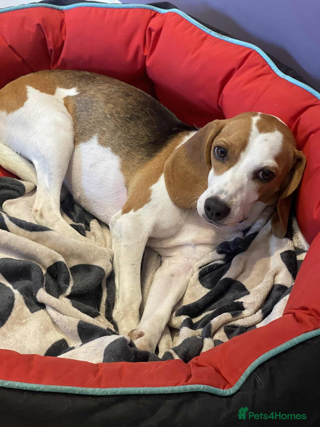 Beagle dogs for adoption: Sweet Mayli is ready for her forever home - Image 3