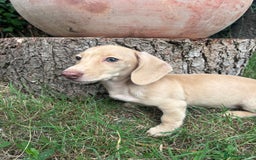 Miniature Dachshund dogs for sale: Miniature smooth haired cream dachshund. PRA/KC  - Image 2