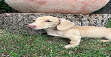 Miniature Dachshund dogs - Advert 6