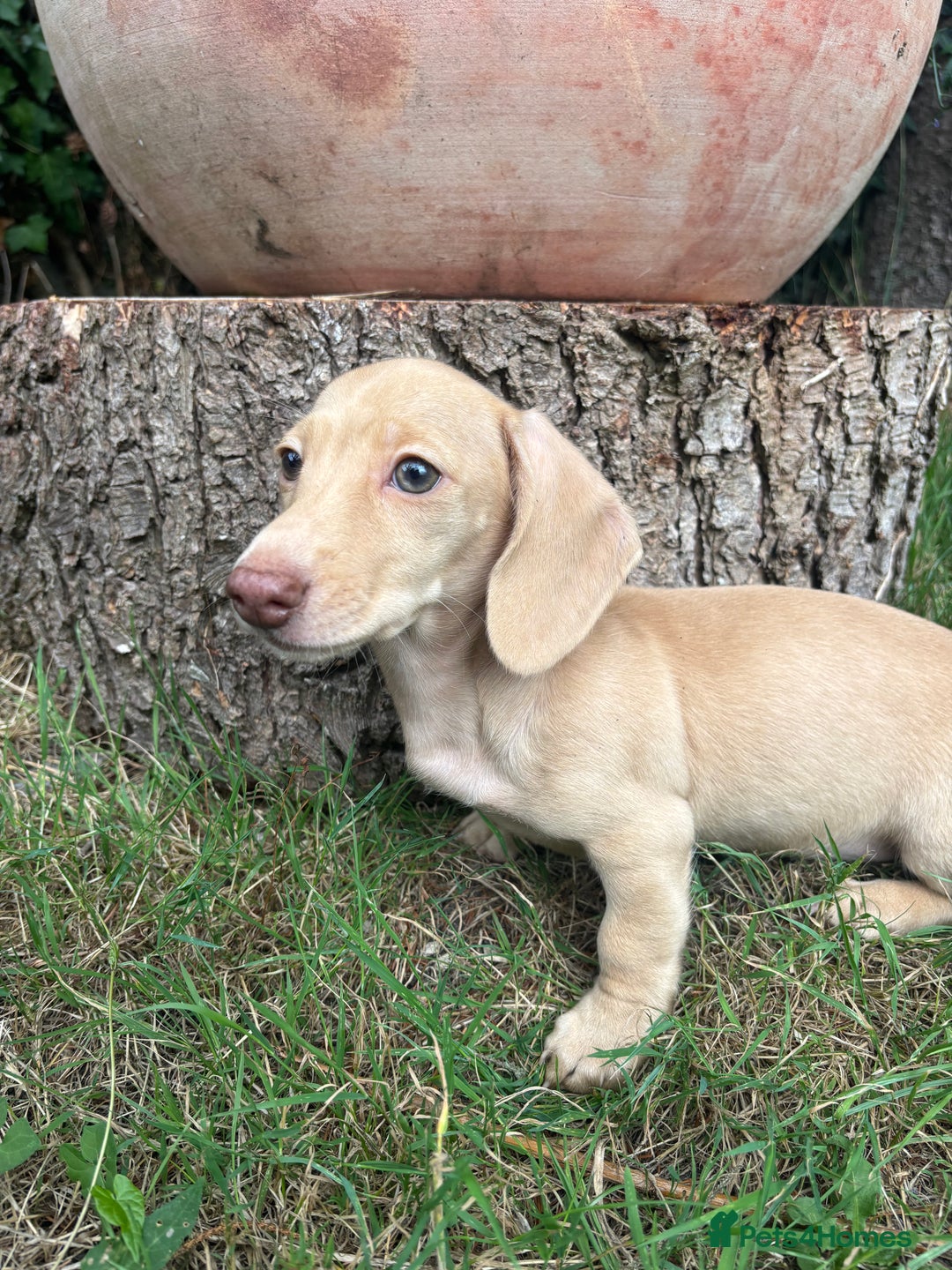 Miniature Dachshund dogs for sale: Miniature smooth haired cream dachshund. PRA/KC  - Image 2