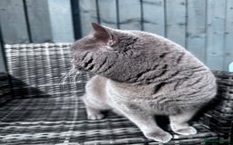 British Shorthair cats for stud: ⭐️LILAC STUD BOY ( GCCF, TICA REG )  in Preston - Image 10