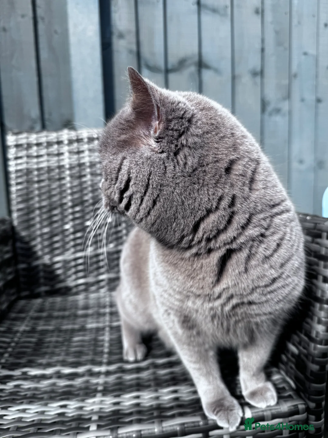 British Shorthair cats for stud: ⭐️LILAC STUD BOY ( GCCF, TICA REG )  in Preston - Advert 10