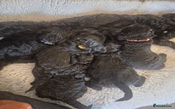 Cockapoo dogs for sale: cockapoo - Image 11