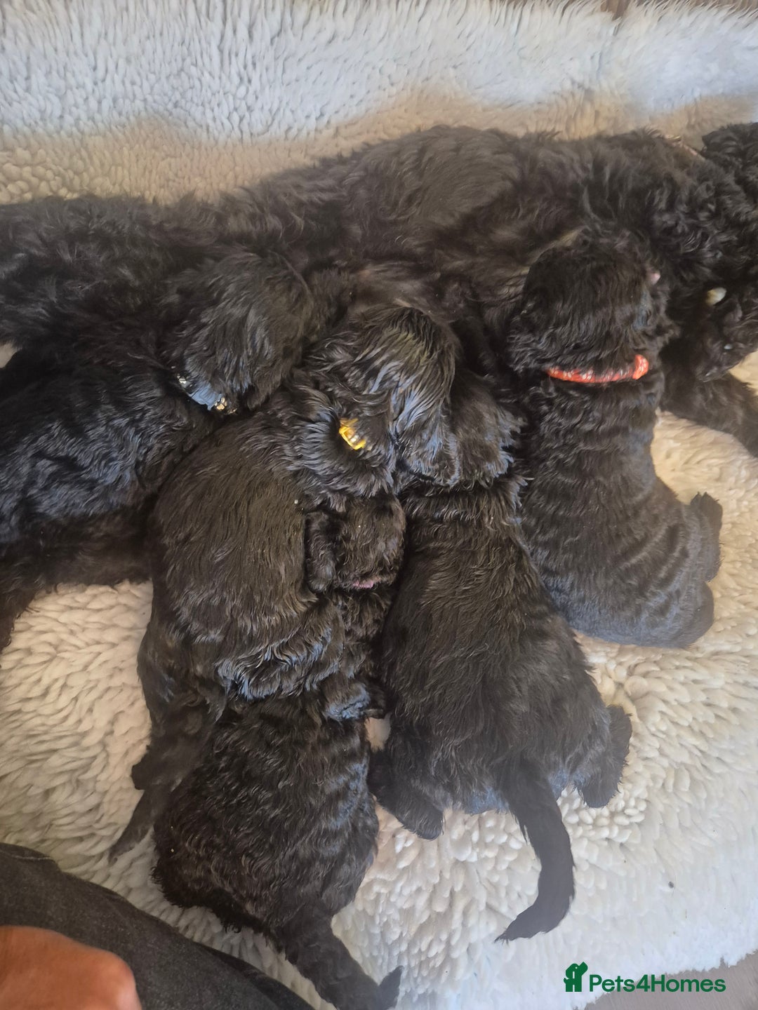 Cockapoo dogs for sale: cockapoo - Image 11