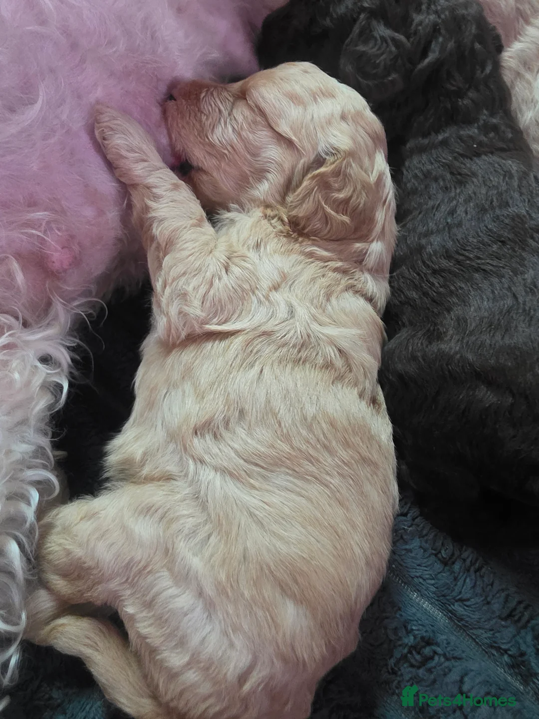 Labradoodle dogs for sale: Miuature labradoodle puppies - Advert 2