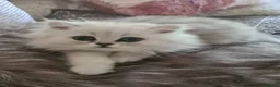 Persian cats for sale: Persian kittens - Advert 5
