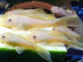 Plecos fish - Advert 12