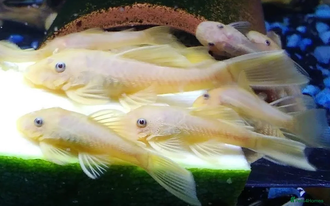 Plecos fish for sale: L144 Blue Eyed Bristlenose Pleco size 3 cm - Advert 1