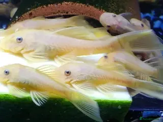 Plecos fish L144 Blue Eyed Bristlenose Pleco size 3 cm - Advert 8