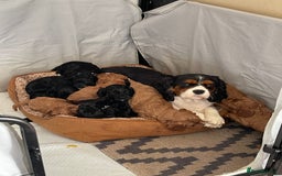 Cavapoo dogs for sale: Adorable Healthy Cavapoo Puppies  - Image 14