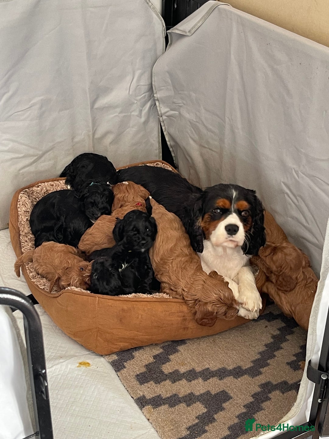 Cavapoo dogs for sale: Adorable Healthy Cavapoo Puppies  - Image 14