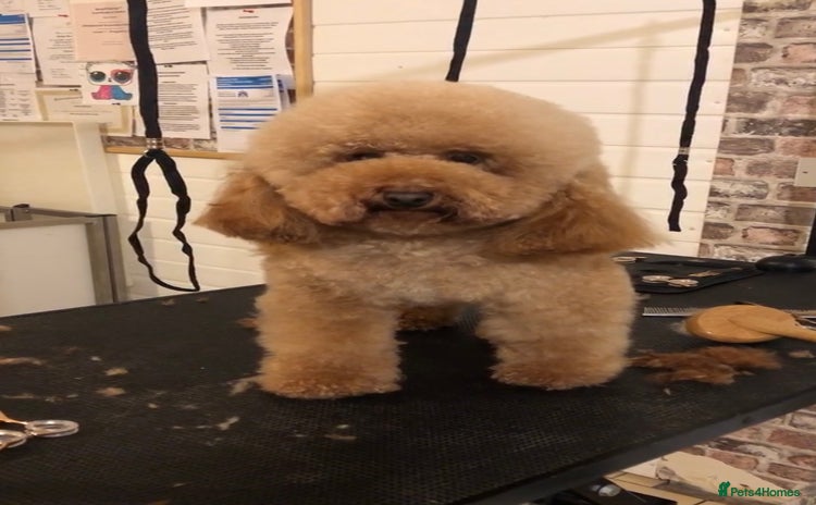 Toy Poodle dogs in Wisbech - Advert 12