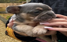 French Bulldog dogs for sale: Well bred French Bulldog Puppies  - Image 24