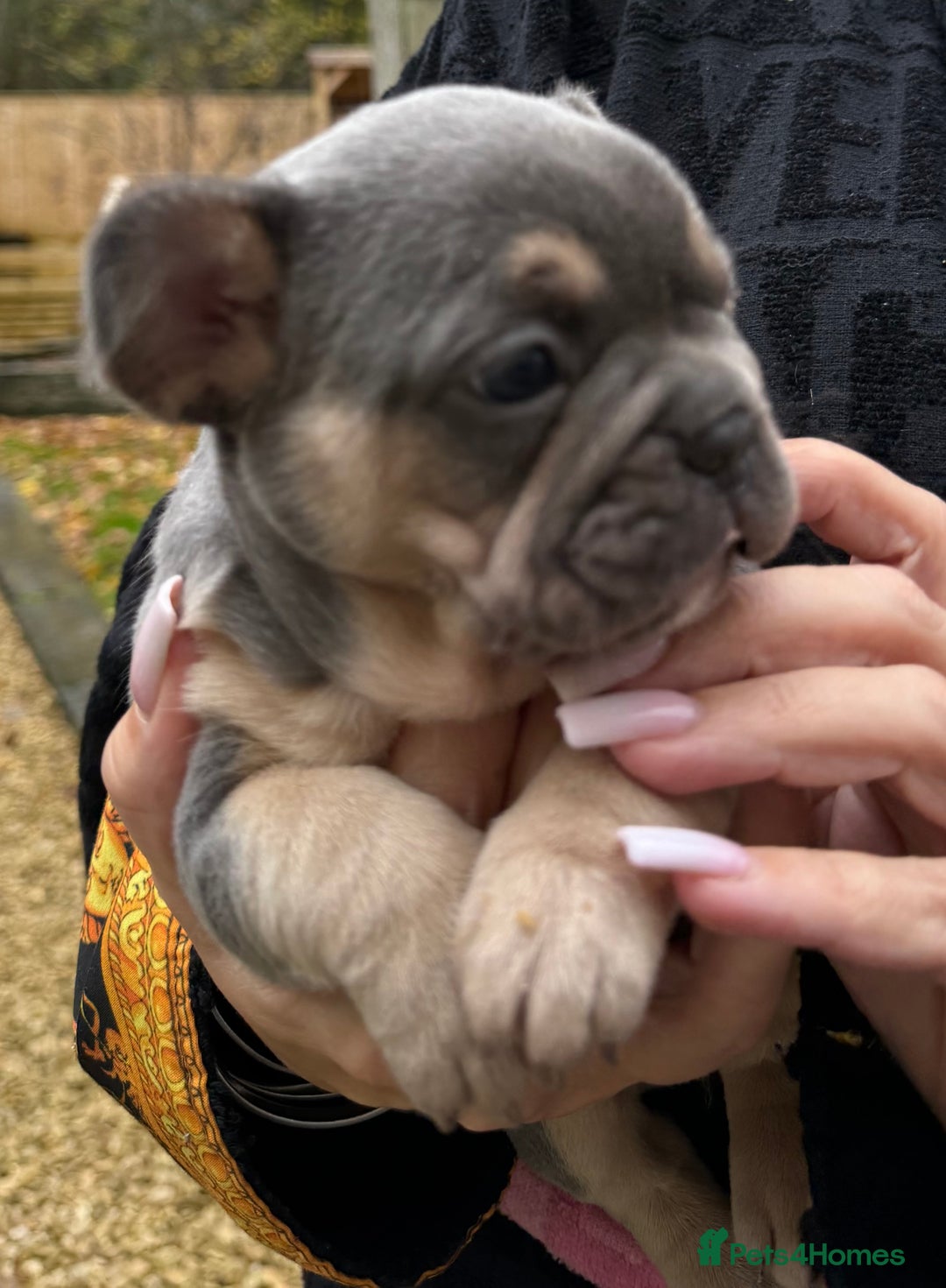 French Bulldog dogs for sale: Well bred French Bulldog Puppies  - Image 24