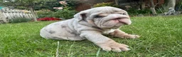 English Bulldog dogs for sale: Top Quality English Bulldog Pups Not Your Usual  in Colchester - Advert 9