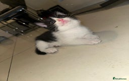 British Shorthair cats for sale: British Shorthair x Striped Tabby Kittens –2 Males - Image 2