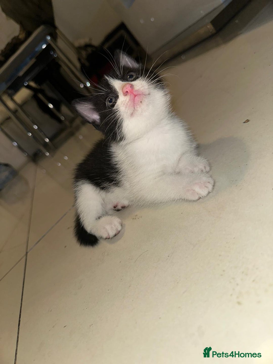 British Shorthair cats for sale: British Shorthair x Striped Tabby Kittens –2 Males - Image 2