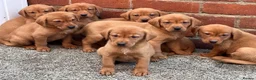Labrador Retriever dogs for sale: Health Tested Working Labrador Pups - Advert 6
