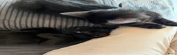 Mixed Breed cats for sale: Beautiful Black Mixed Breed Kittens - Advert 4