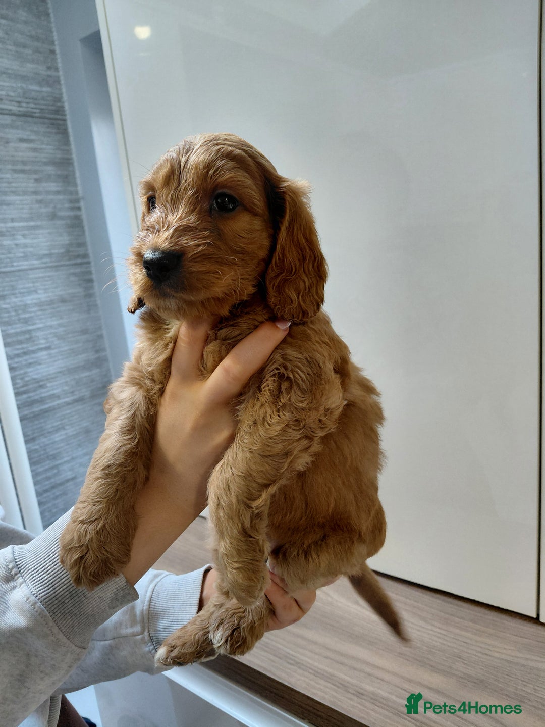 Cockapoo dogs for sale: F2 Cockapoo - Advert 6