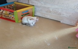 Bengal cats for sale: Health-checked TICA Family Bengal Kitten READY NOW in Warminster - Image 10