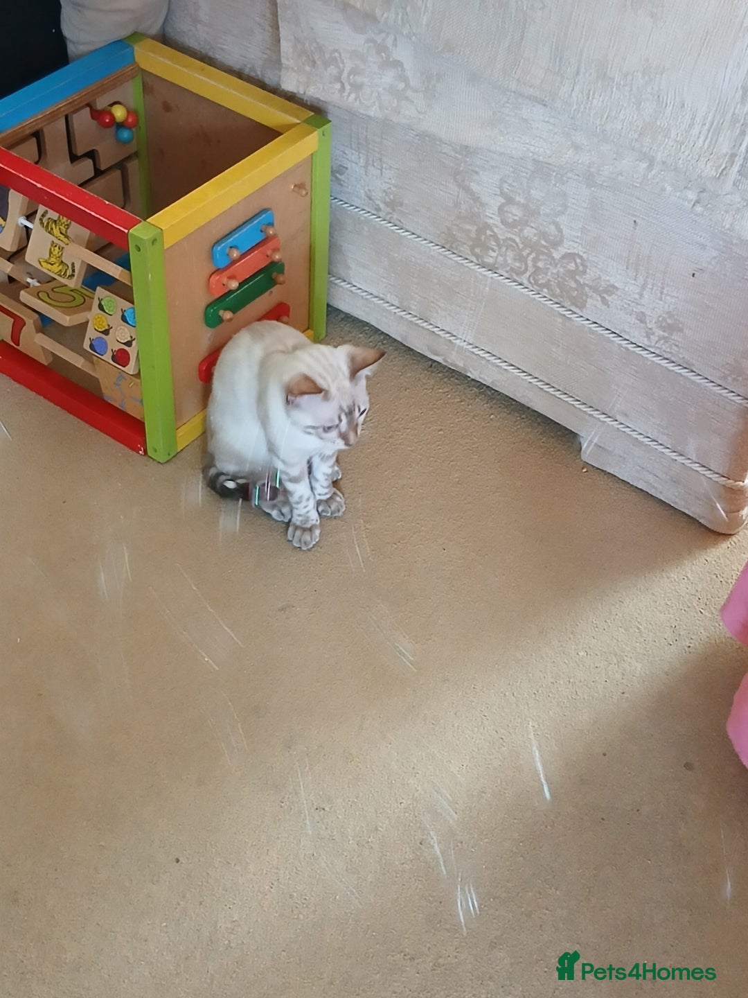 Bengal cats for sale: Health-checked TICA Family Bengal Kitten READY NOW in Warminster - Image 10