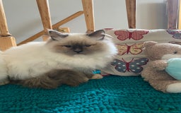 Ragdoll cats for sale: 🐾 adorable ragdoll kittens for sale 🐾  - Image 10
