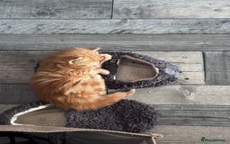 Mixed Breed cats for sale: Two male ginger kittens - Image 3