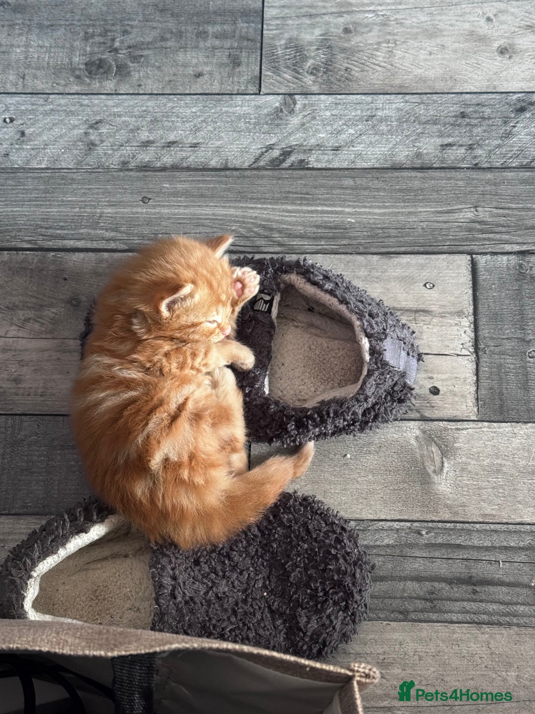 Mixed Breed cats for sale: Two male ginger kittens - Image 3