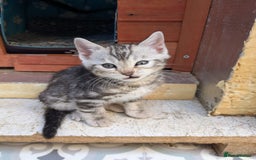 Bengal cats for sale: Pedigree Bengal kittens - Image 11