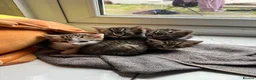 Mixed Breed cats for sale: beautiful kittens  in Slough - Advert 19