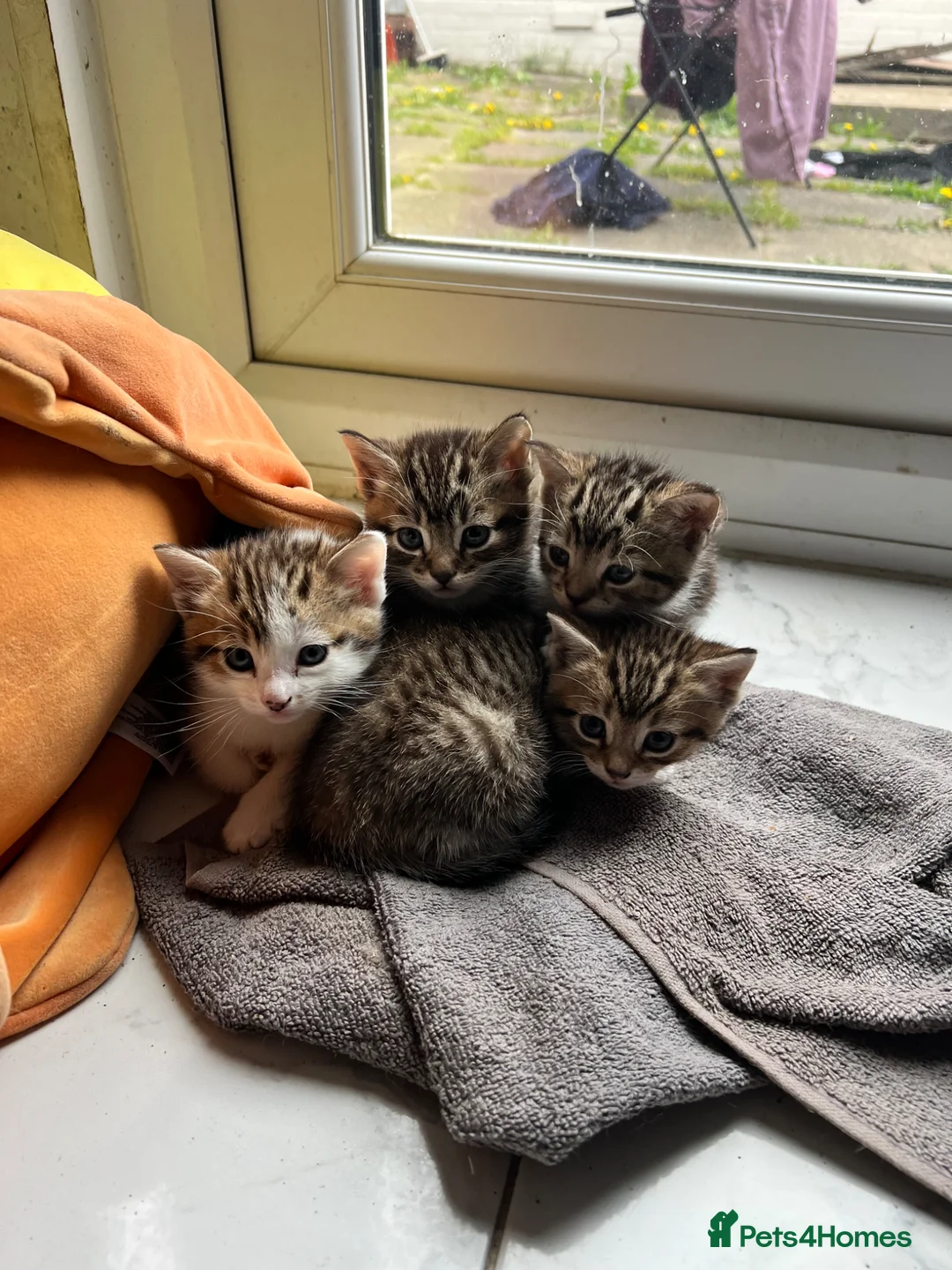 Mixed Breed cats for sale: beautiful kittens  in Slough - Advert 19