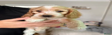 Cockapoo 2