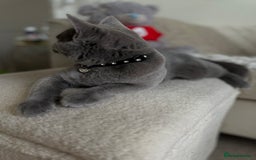 Scottish Fold cats for sale: Scottish fold and straight ear kittens in Harrow - Image 33