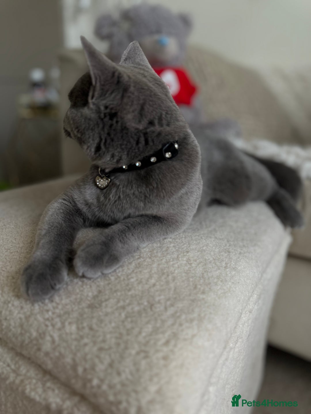 Scottish Fold cats for sale: Scottish fold and straight ear kittens in Harrow - Image 33