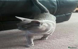 Burmese cats for sale: Registered Burmese kittens  - Image 4