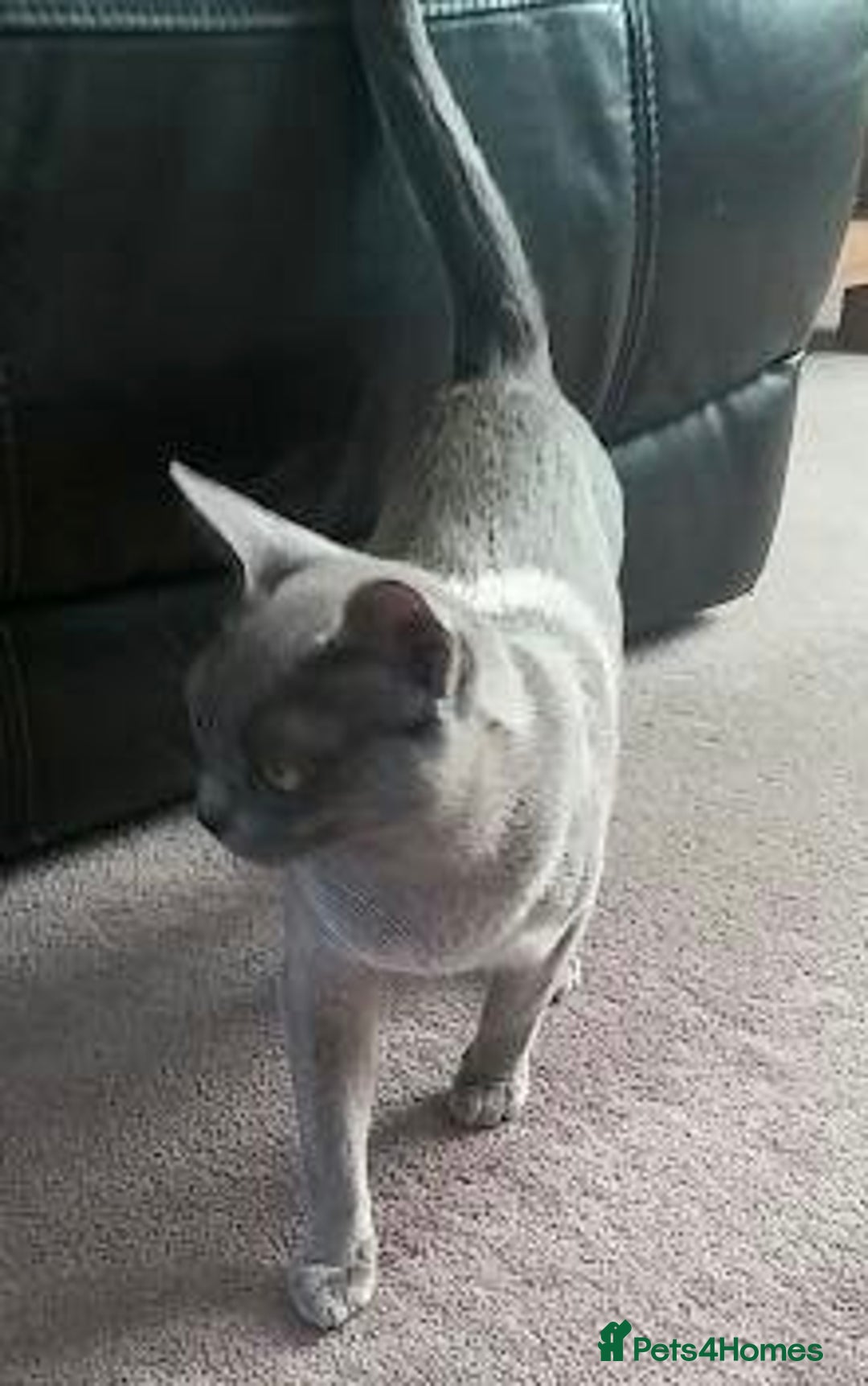 Burmese cats for sale: Registered Burmese kittens  - Image 4