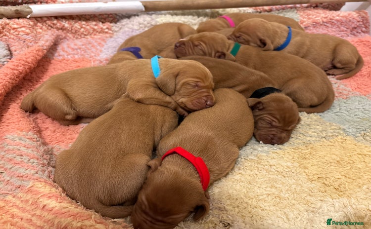 Hungarian Vizsla dogs - Advert 1